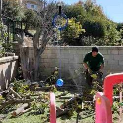 Yard debris hauling