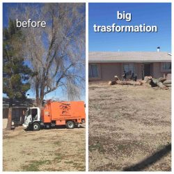 Tree removal near me