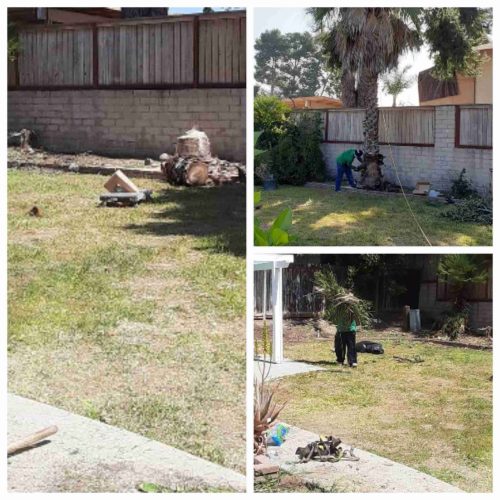 Tree removal orange county, CA